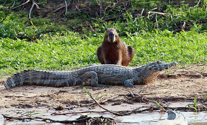 Wall Art - Photograph - Yacare Caiman And Capybara by Science Photo Library