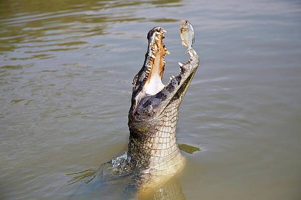 Wall Art - Photograph - Yacare Caiman Catching A Fish by Science Photo Library