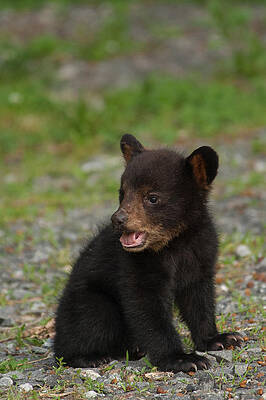 Wall Art - Photograph - Yawning Bear Cub by Joye Ardyn Durham