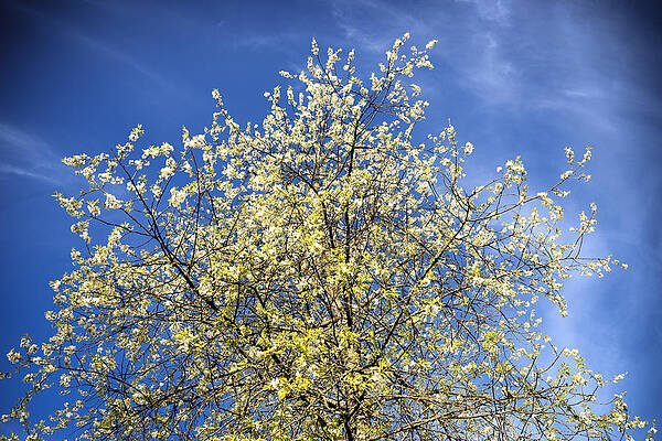 Wall Art - Photograph - Yellow and blue - blooming tree in spring by Matthias Hauser
