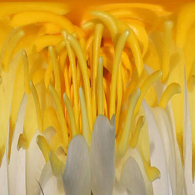 Yellow Center 1 by Jim Baker Yellow Center 1 by Jim Baker
