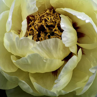 Wall Art - Photograph - Yellow Fantasy by Darlene Kwiatkowski