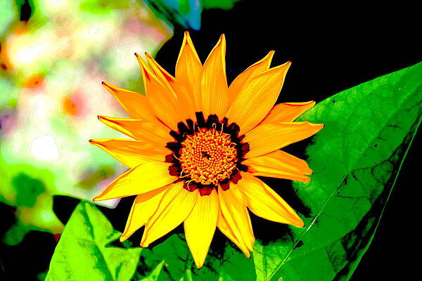 Yellow Flower by Dr Carolyn Reinhart Yellow Flower by Dr Carolyn Reinhart