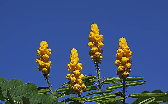 Wall Art - Photograph - Yellow Flowers Against Blue Sky by Dart Humeston