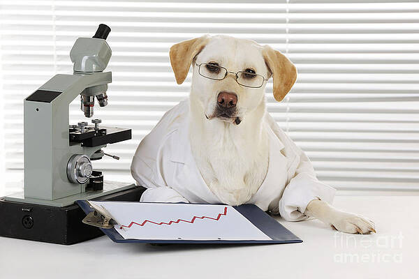 Wall Art - Photograph - Yellow Lab In Lab Coat by John Daniels