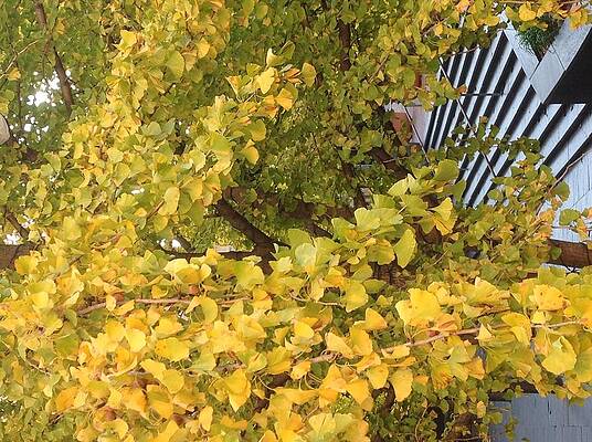 Yellow leaves by Monir Deeb