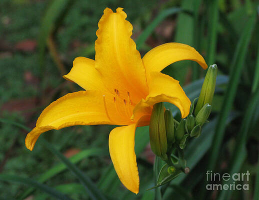  Photograph - Yellow lily by Mini Arora