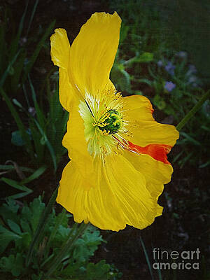 Wall Art - Photograph - Yellow Poppy with Red Stripe by Kaye Menner