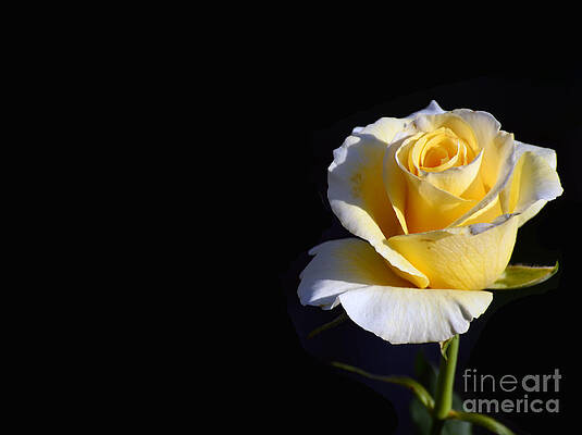 Yellow Rose on Black by Scott D Welch Yellow Rose on Black by Scott D Welch