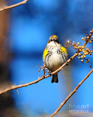 Yellow-Rumped Warbler by Olivia Hardwicke Yellow-Rumped Warbler by Olivia Hardwicke