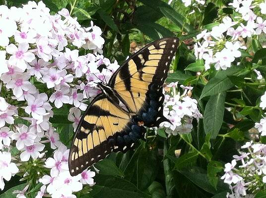 Yellow Tiger Swallowtail Butterfly on White Flowers by Tracy W Smith Yellow Tiger Swallowtail Butterfly on White Flowers by Tracy W Smith
