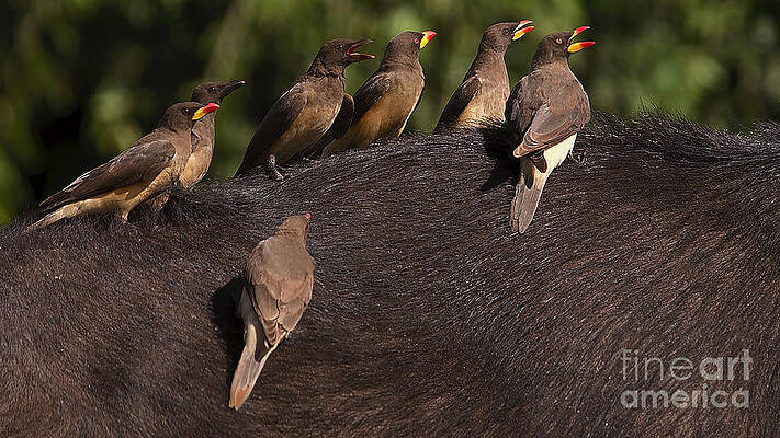 Yellowbilled Oxpeckers on buffalo by Mareko Marciniak Yellowbilled Oxpeckers on buffalo by Mareko Marciniak