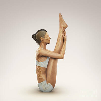 Wall Art - Photograph - Yoga Upward Facing Intense Stretch Pose by Science Picture Co