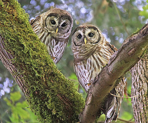 Wall Art - Photograph - Young Barred Owlets  by Jennie Marie Schell