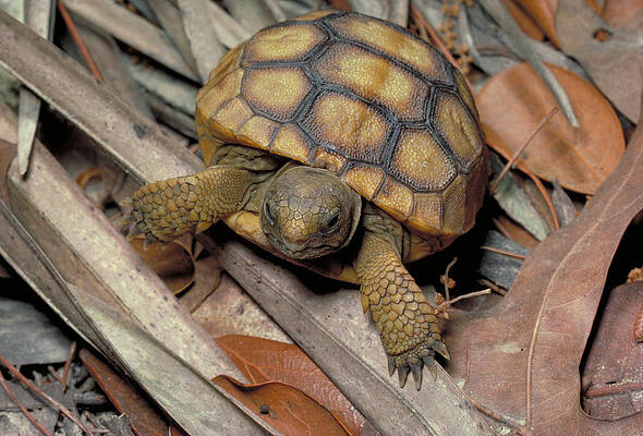 Wall Art - Photograph - Young Gopher Tortoise by Jeffrey Lepore