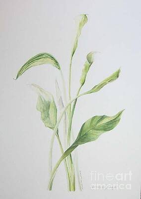 Zad a bouquet by Laura Hamill Zad a bouquet by Laura Hamill
