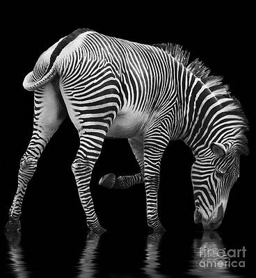 Zebra and the Mill Pond II by Sheila Laurens Zebra and the Mill Pond II by Sheila Laurens