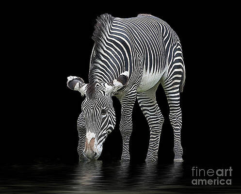 Zebra and the Mill Pond by Sheila Laurens Zebra and the Mill Pond by Sheila Laurens
