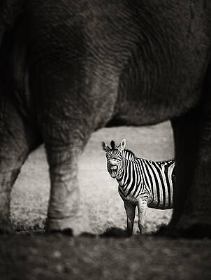 Wall Art - Photograph - Zebra barking by Johan Swanepoel