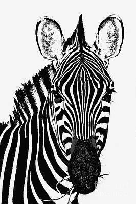 Zebra by Bobbie Turner Zebra by Bobbie Turner