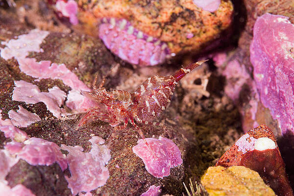 Wall Art - Photograph - Zebra Lebbeid Shrimp by Andrew J. Martinez