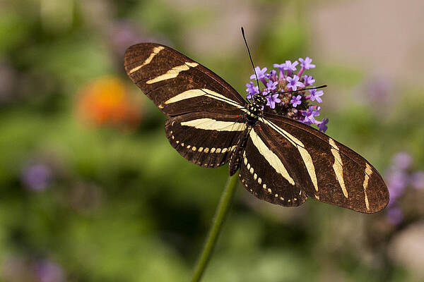 Wall Art - Photograph - Zebra Longwing Butterfly by Adam Romanowicz