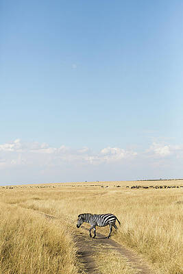 Wall Art - Photograph - Zebra by Stephen DeVries