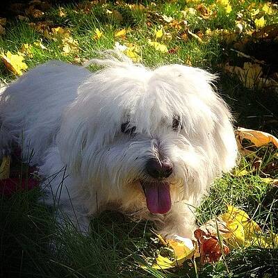 Zephyr Our #cotondetulear by Craig Szymanski