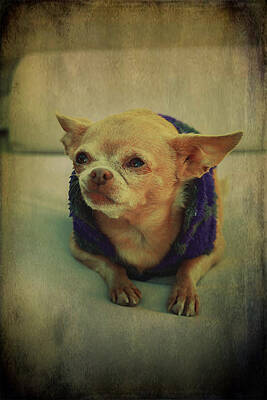 Wall Art - Photograph - ZoZo by Laurie Search
