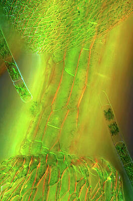 Wall Art - Photograph - Zygnema Algae On Sphagnum Moss by Science Photo Library