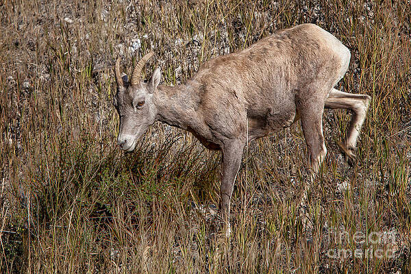 Wall Art - Photograph -  Bighorn Ewe by Ronald Lutz