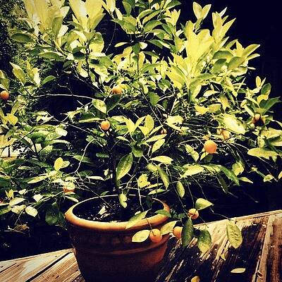 Wall Art - Photograph - 🍊 by Katie Williams