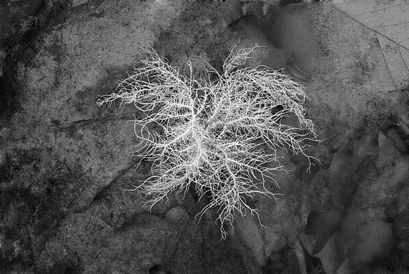 0802-0013 Reindeer Lichen in the Smith Creek Preserve by Randy Forrester 0802-0013 Reindeer Lichen in the Smith Creek Preserve by Randy Forrester