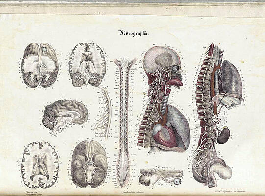 Wall Art - Photograph - Anatomie Methodique Illustrations #1 by Science Source