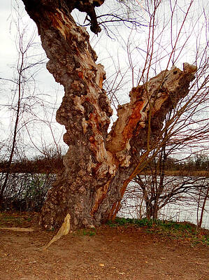 Wall Art - Mixed Media - Ancient Tree #1 by Bruce Ritchie