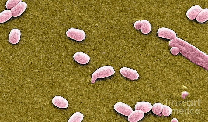 Wall Art - Photograph - Anthrax Bacteria, Sem #1 by Science Source