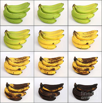 Wall Art - Photograph - Banana Ripening Sequence #1 by Ted Kinsman