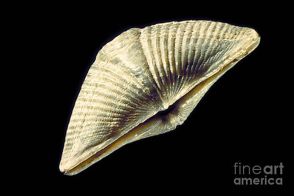 Wall Art - Photograph - Brachiopod Fossil #1 by Ted Kinsman