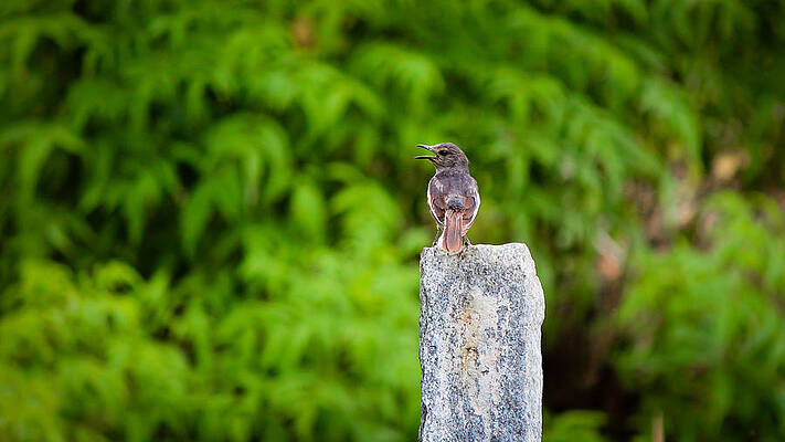 Wall Art - Photograph - Call Out #1 by SAURAVphoto Online Store
