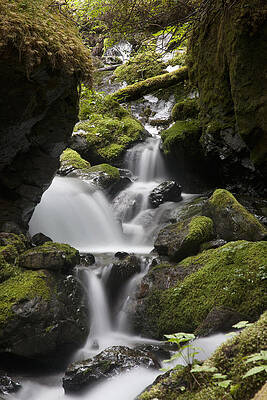 Wall Art - Photograph - Cascading Creek In Temperate Rainforest #1 by Matthias Breiter