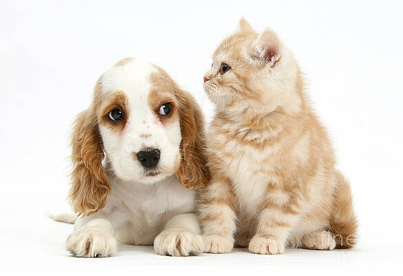 Wall Art - Photograph - Cocker Spaniel And Kitten #1 by Mark Taylor