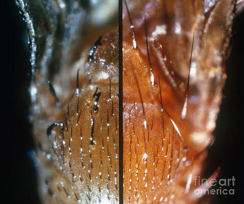 Wall Art - Photograph - Comparing Drosophila Bristles #1 by Science Source