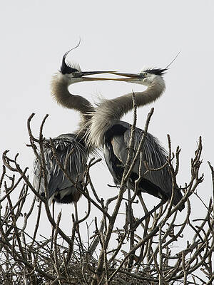 Courtship by Sally Mitchell Courtship by Sally Mitchell