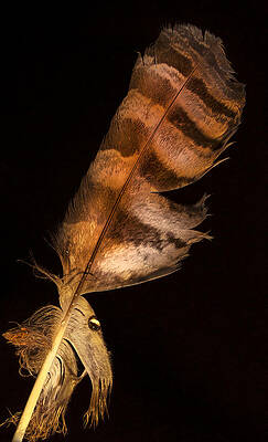 Wall Art - Photograph - Feather droplet #1 by Jean Noren