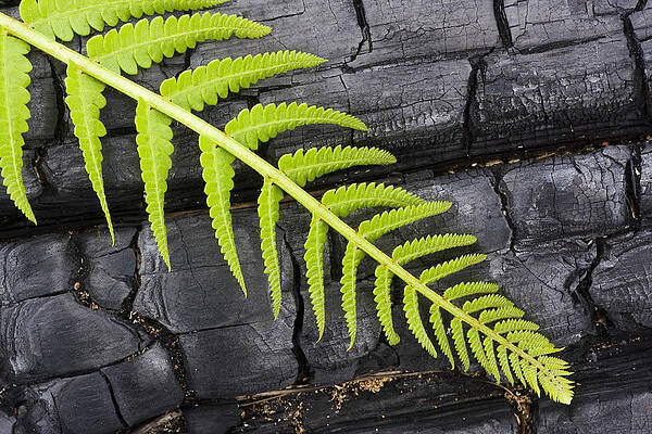 Fern on Burnt Log by Bob Decker Fern on Burnt Log by Bob Decker