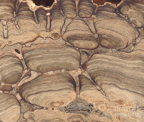 Wall Art -  - Fossil Stromatolite #1 by Ted Kinsman
