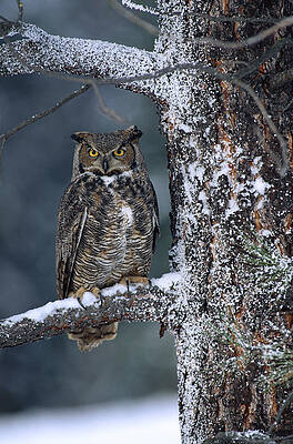 Wall Art - Photograph - Great Horned Owl Perched In Tree Dusted #1 by Tim Fitzharris