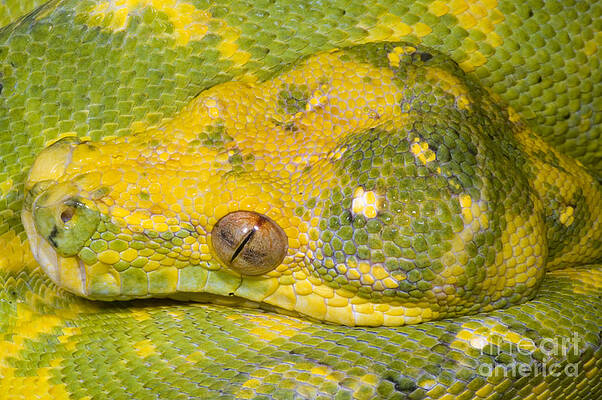 Wall Art - Photograph - Green Tree Python #1 by Dante Fenolio