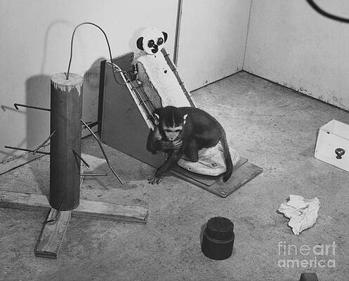 Wall Art - Photograph - Harlow Monkey Experiment #1 by Science Source