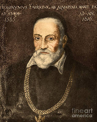Wall Art - Photograph - Hieronymus Fabricius, Italian Anatomist #1 by Science Source